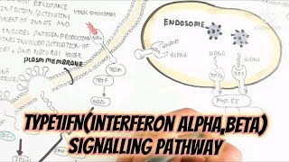 Type 1 IFNInterferon AlphaBeta Signalling Pathway And How To Produce This Cytokines [upl. by Innor]