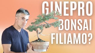 COME FARE la FILATURA di un GINEPRO CHINENSIS BONSAI [upl. by Crispin]