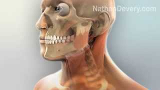 Human anatomy 3d animation [upl. by Freud732]