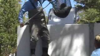 Tim Alpers Trout Stocking Video  Mammoth Lakes California [upl. by Fonville]