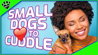 Top 10 Small Dogs That Love to Cuddle  Most Affectionate Small Dog Breeds [upl. by Eibrab]