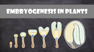 Embryogenesis in Plants  Plant Biology [upl. by Hoes238]