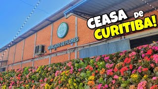 CEASA O MAIOR CENTRO DE FLORES DE CURITIBA e região 🌻🍃 Pra Roça com Vó Marli [upl. by Ahsiak413]