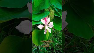 Orchid Tree Bauhinia variegata backyard horticulture nature [upl. by Aennil]