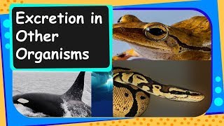 Biology  Excretion in other animals  Life Processes  Part 20  English [upl. by Bresee863]