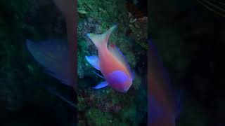 Square Spot Anthias [upl. by Acile]