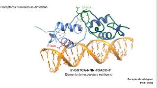 Receptores nucleares como activadores de transcripción [upl. by Brackely545]