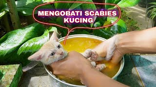 ANAK KUCING MANDI AIR HERBAL  cara mengobati kucing scabies secara alami [upl. by Jerold429]