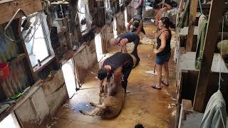 Sheep shearing 2019 [upl. by Salomi]