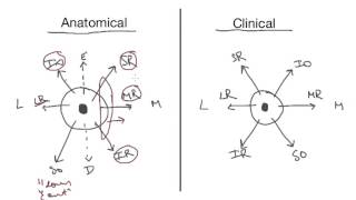 Extraocular Muscles  Everything You Need To Know [upl. by Carri760]