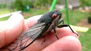 Cicada Saved From Bird Attack [upl. by Thompson]