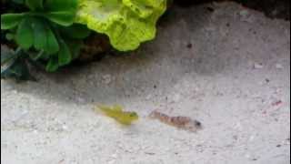 Yellow Watchman Goby and Pistol Shrimp [upl. by Ainavi]