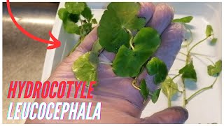 Comment préparer une plante Hydrocotyle leucocephala [upl. by Jena]