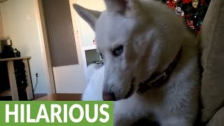 Husky furious when owner steals her spot [upl. by Johnsten387]