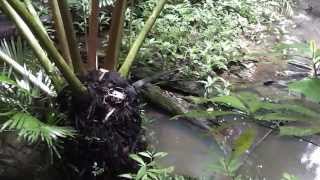 Massive King Ferns at Vision Falls Lake Eacham Atherton Tablelands Australia [upl. by Fey]