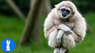 Cute Gibbons Playing amp Climbing [upl. by Berger]