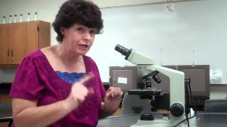 How to use a microscope and oil immersion [upl. by Snodgrass]