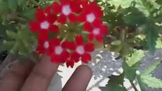 42How to collect verbena seeds [upl. by Nabois617]