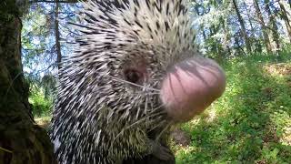 PrehensileTailed Porcupine Bebeto Crunches On Peanuts In The Woods [upl. by Haig]