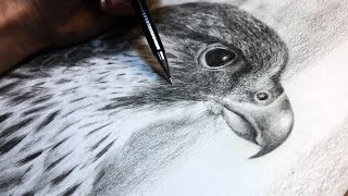 Hyper Realistic Eagle Drawing Time Lapse [upl. by Aneehs]