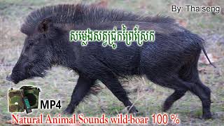 Cambodia Natural Animal Sounds​​ wildboar 100  Hunting calls សម្លេងសត្វជ្រូកព្រៃស្រែក [upl. by Nidnerb661]