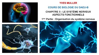 Chapitre 5  1ère Partie  Organisation du système nerveux et du neurone  Cours de Biologie [upl. by Iphlgenia]