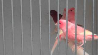 Red Factor Canaries at Clipsley Pets amp Aquatics [upl. by Honeywell]