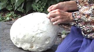 Edible Mushrooms Giant Puffball [upl. by Zoellick243]