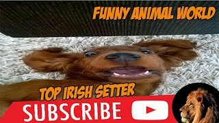 Top 1 Funniest Irish Setter Videos [upl. by Mccoy]