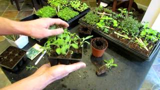 Three Minute Garden Tips Growing Sage Indoors from Seeds to Transplants The Rusted Garden 2013 [upl. by Heise]