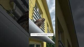 This family nurtured a kestrel outside their window and then this happened animalshorts [upl. by Noiro667]