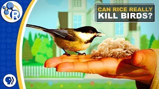 Fact or Fiction Uncooked Rice is Bad for Birds [upl. by Nomihs124]