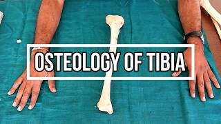 Osteology of Tibia [upl. by Atrebor]