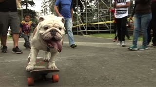 Bulldog skateboards towards extreme sports title [upl. by Anires]