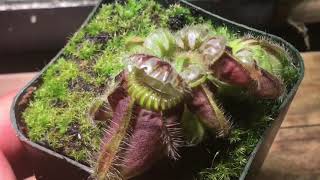 Cephalotus in a nutshell [upl. by Elyrrad912]