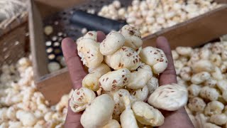 Complete Process of Making Makhana Fox Nut  Indian Food [upl. by Baecher]