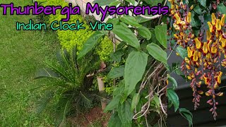 Thunbergia mysorensis Indian Clock Vine propagation with Village garden Overview [upl. by Alaric]