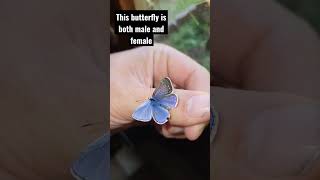 Gynandromorph Butterfly Polyommatus icarus RARE [upl. by Hsinam]