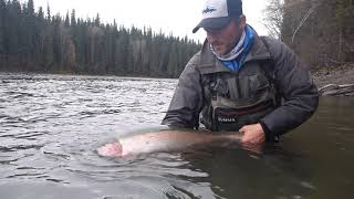 2017 Skeena Steelhead [upl. by Hsakaa]