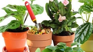 Abonos Ecológicos Para Tus Plantas  Non Toxic Plant Fertilizer  EcoDaisy [upl. by Klara198]