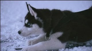 10 películas de Husky Siberiano [upl. by Akamahs992]