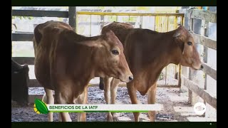 Beneficios de la inseminación artificial a tiempo fijo en explotaciones lecheras  La Finca de Hoy [upl. by Nah]