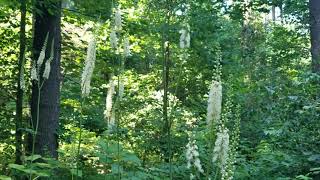 SUPPLEMENTS PRODUCT VIDEO  SUPPLEMENTS FOR WOMENS  BLACK COHOSH [upl. by Tivad]