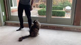 Awesome Maine Coon Talking Compilation [upl. by Letta]