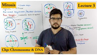 Mitosis  Stages of Mitosis  Cell cycle  Lecture 3 [upl. by Hogen]