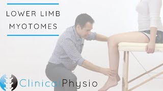 Lower Limb Myotomes  Clinical Physio [upl. by Enoch]