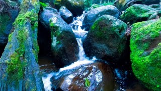 Calming sound of mountain streams the peaceful chirping of birds in the Javanese forest StudyASMR [upl. by Glenda]