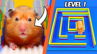 I built a LEGO MAZE for a HAMSTER [upl. by Rori288]