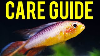 Apistogramma Agassizii ​Care Guide  Colorful Centerpiece Fish for Nano Tanks [upl. by Igenia]