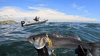 Boat Spearfishing a Mile Offshore in Cornwall Catch and Cook [upl. by Castra]